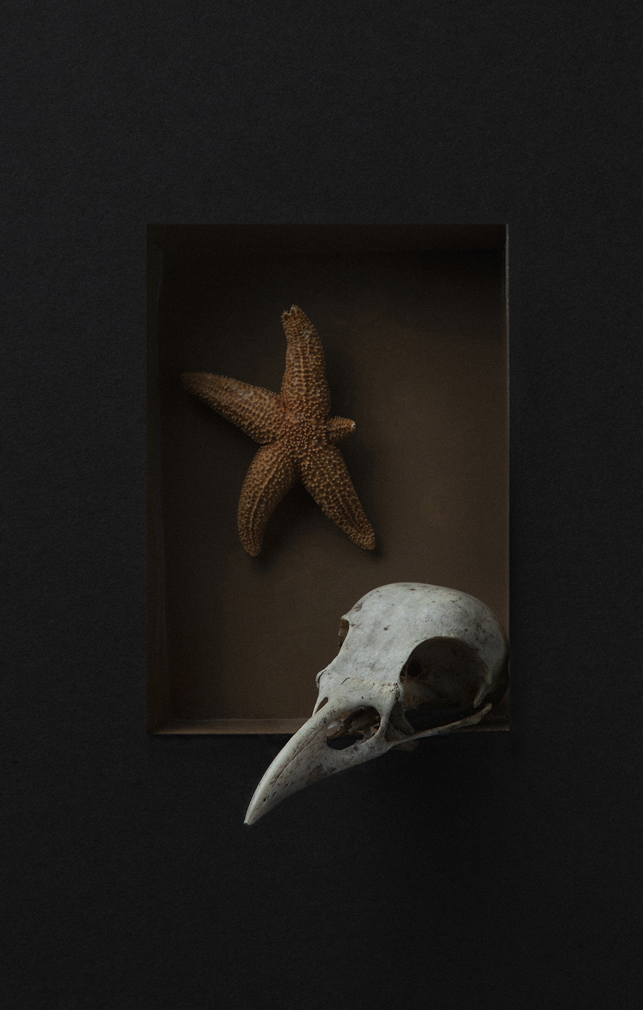 Trompeloeil_skull_starfish